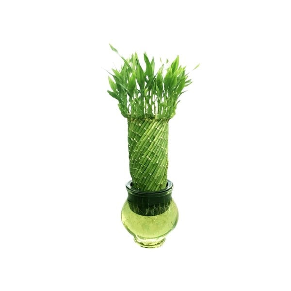🌿 Spiral Lucky Bamboo (بامبو الحلزوني) | Feng Shui Plant – Next-Day UAE Delivery