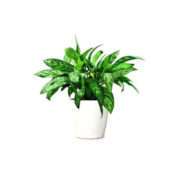 ๐ฟ Maria Aglaonema (ู
ุงุฑูุง ุฃุฌููููู
ุง) | Fast UAE Delivery โ Elegant & Low-Maintenance Indoor Plant