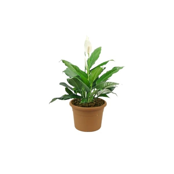 ๐ฟ Spathiphyllum Plant (Peace Lily | ุฒูุจู ุงูุณูุงู
) โ Fast UAE Delivery