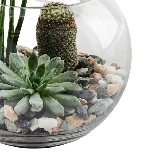 ๐ฑ Terrarium (ุชูุฑุงุฑููู
) | Fast UAE Delivery โ Miniature Green Worlds for Homes & Offices ๐ฑ