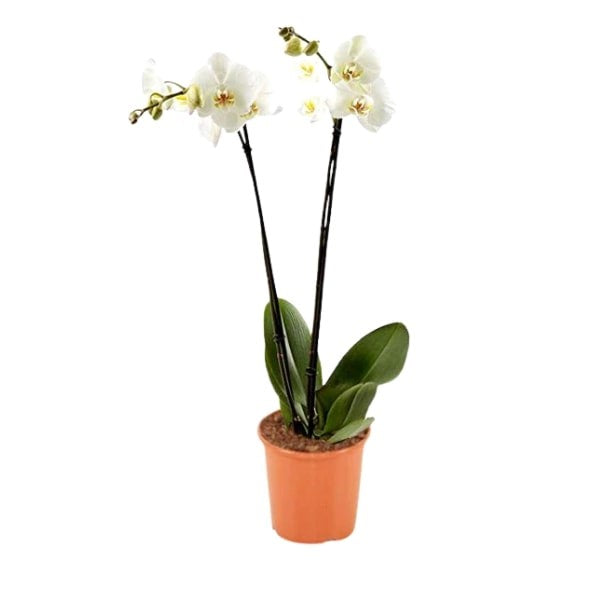 ๐ธ White Phalaenopsis Orchid (ุงูุฃูุฑููุฏ ุงูุฃุจูุถ) | Elegant Indoor Plant โ Fast UAE Delivery