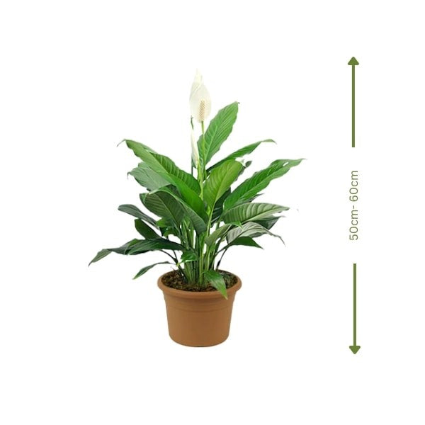 White Peace Lily (زنبق السلام الأبيض) | Fast UAE Delivery – Air-Purifying & Low Maintenance for Homes & Offices