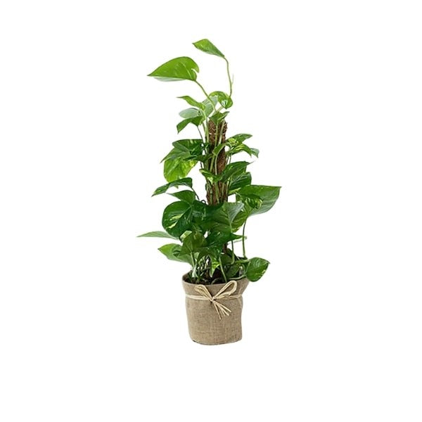 ๐ฟ Epipremnum Aureum (ุงูุจูุชุณ ุงูุฐูุจู) | Fast UAE Delivery โ The Ultimate Low-Maintenance Indoor Vine ๐ฟ