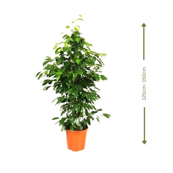 ๐ฟ Ficus Benjamin (ูููุณ ุจููุงู
ูู) | Elegant Air-Purifying Tree โ Fast UAE Delivery