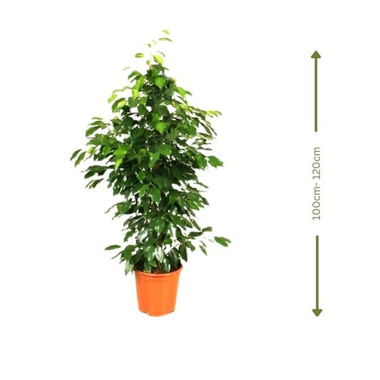 🌿 Ficus Benjamin (فيكس بنيامين) | Elegant Air-Purifying Tree – Fast UAE Delivery