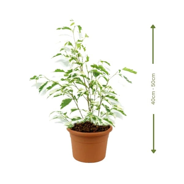 Ficus Benjamina Starlight (فيكس بنجامينا ستارلايت) | Fast UAE Delivery – Elegant & Air-Purifying for Homes & Offices