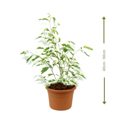 Ficus Benjamina Starlight (فيكس بنجامينا ستارلايت) | Fast UAE Delivery – Elegant & Air-Purifying for Homes & Offices