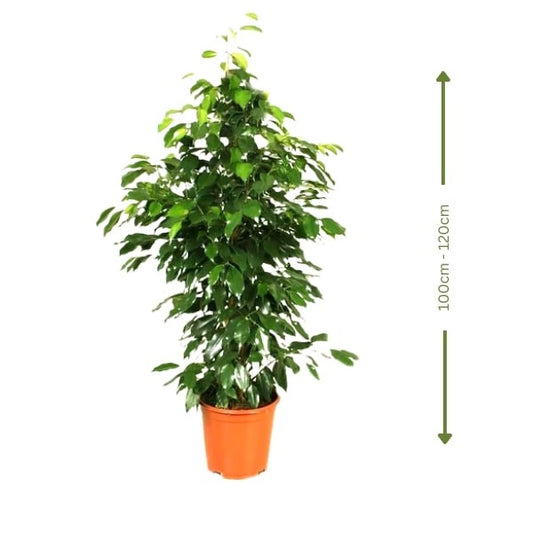 Ficus Benjamina (فيكس بنجامينا) | Fast UAE Delivery – Air-Purifying & Low Maintenance