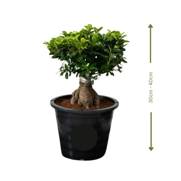 ๐ฟ Ficus Bonsai (ูููุณ ุจููุณุงู) | Elegant Miniature Tree โ Fast UAE Delivery ๐ฟ
