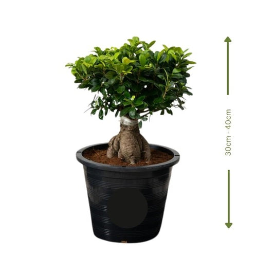 🌿 Ficus Bonsai (فيكس بونساي) | Elegant Miniature Tree – Fast UAE Delivery 🌿