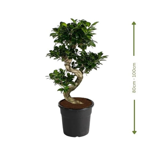 🌿 Ficus S Bonsai (شجرة التين بونساي) | Elegant Indoor Greenery – Fast UAE Delivery!