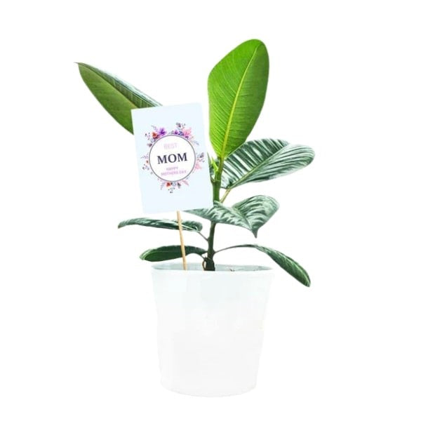 Ficus Robusta (فيكس روبيستا) | Lush Indoor Greenery – Fast UAE Delivery