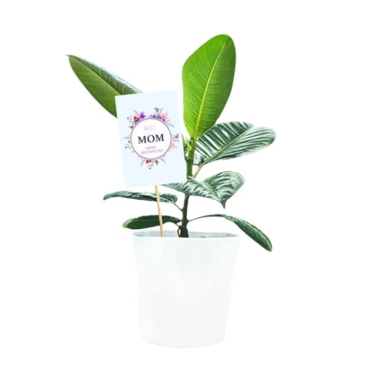 Ficus Robusta (فيكس روبيستا) | Lush Indoor Greenery – Fast UAE Delivery