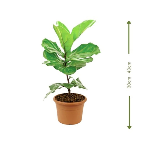 🌿 Fiddle Leaf Plant (نبات ورقة الكمان) | Statement Indoor Greenery – Fast UAE Delivery
