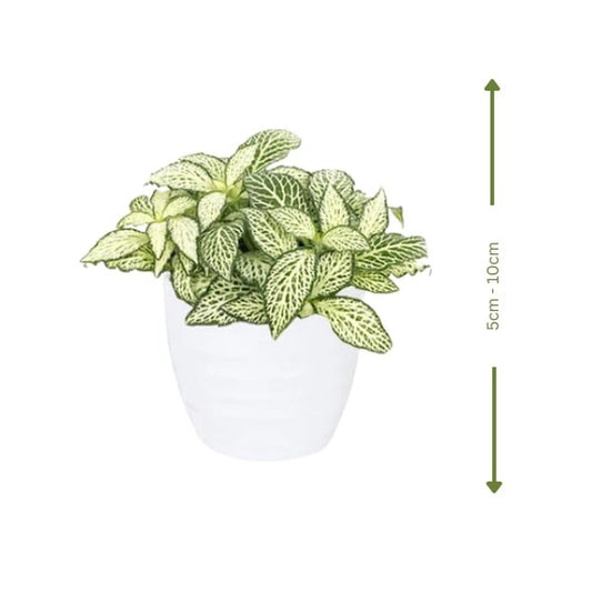 🌿 Fittonia (نبات الفيتونيا) | Colorful & Air-Purifying – Fast UAE Delivery