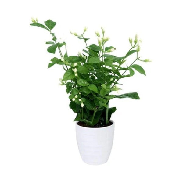 ๐ฟ Arabian Jasmine (ุงููุงุณู
ูู ุงูุนุฑุจู) | Fast UAE Delivery โ Fragrant Blooms for Homes & Gardens