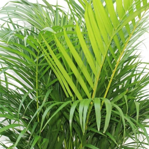 ๐ฟ Areca Palm (ูุฎูุฉ ุงูุฃุฑููุง) | Elegant Indoor & Outdoor Greenery โ Fast UAE Delivery!