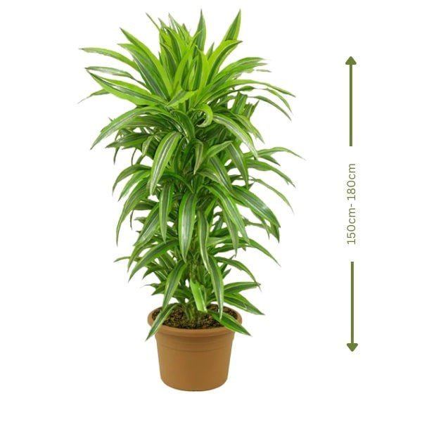 ๐ฟ Dracaena Lemon Lime (ุฏุฑุงุณููุง ููู
ูู ูุงูู
) | Vibrant Indoor Foliage โ Fast UAE Delivery