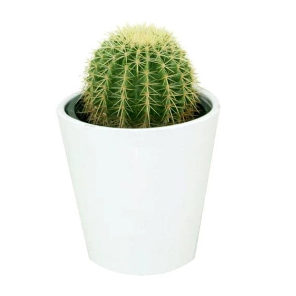 Golden Barrel Cactus (الصبار الذهبي) | Fast UAE Delivery – Drought-Resistant & Low Maintenance