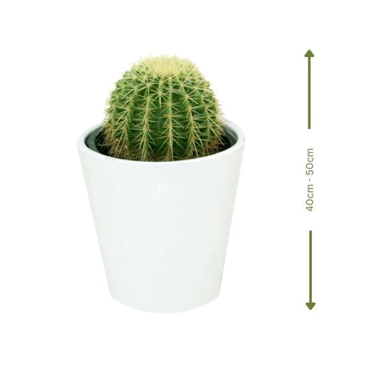 Golden Barrel Cactus (الصبار الذهبي) | Fast UAE Delivery – Drought-Resistant & Low Maintenance