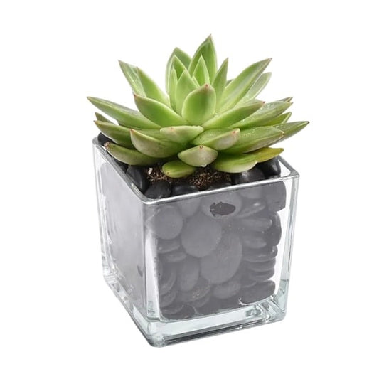 Green Echeveria (إشفيريا الخضراء) | Rosette Succulent – Fast UAE Delivery