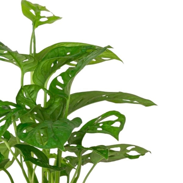 ๐ฟ Monstera Deliciosa (ุงูู
ููุณุชูุฑุง ุงููุฐูุฐุฉ) | Tropical Elegance โ Fast UAE Delivery