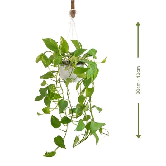 🌿 Hanging Money Plant (نبات المال المعلق) | Fast UAE Delivery – Lush Greenery for Homes & Offices