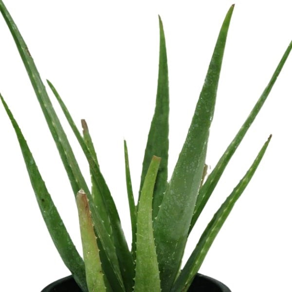 ๐ฟ Aloe Vera (ุตุจุงุฑ ุงูุฃููุฉ) | Healing & Air-Purifying โ Fast UAE Delivery