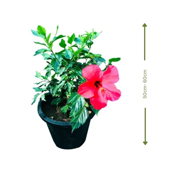 🌺 Flowering Hibiscus (الكركديه المزهر) | Fast UAE Delivery – Vibrant & Tropical 🌿