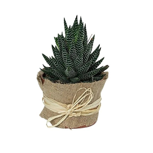 🌿 Howarthia Plant (نبات الهوارثيا) | Elegant Indoor Succulent – Fast UAE Delivery