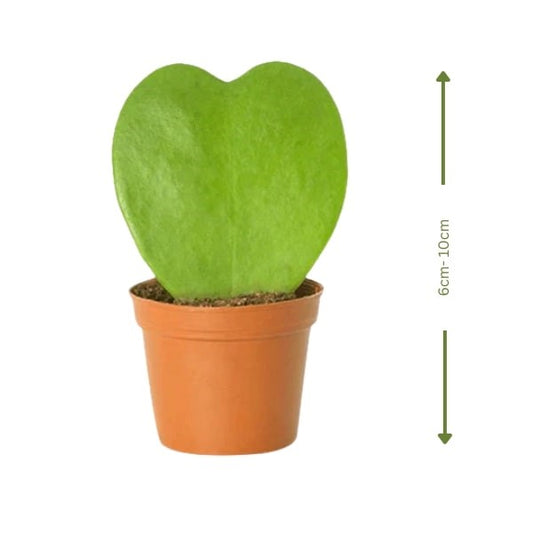 Hoya Kerrii (هويا كيري) | Heart-Shaped Succulent – Fast UAE Delivery