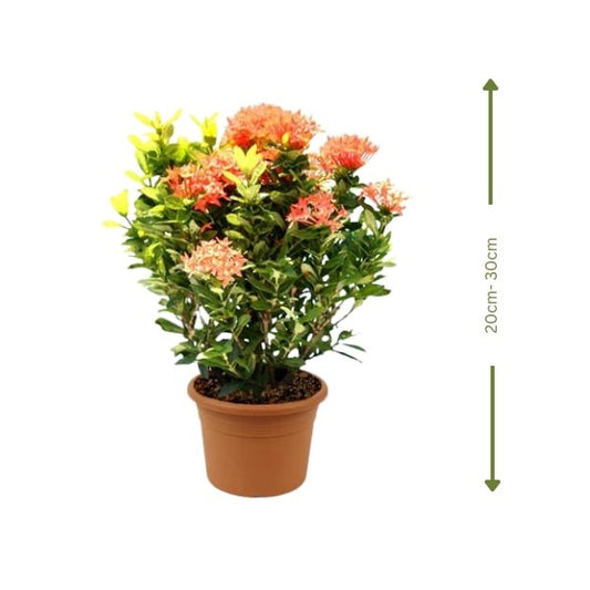 🌸 Ixora Flower (إكزورا) | Bright & Beautiful Blooms – Fast UAE Delivery 🌸