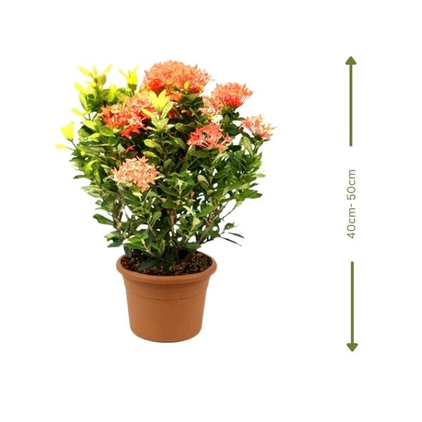 🌸 Ixora Flower (إكزورا) | Bright & Beautiful Blooms – Fast UAE Delivery 🌸