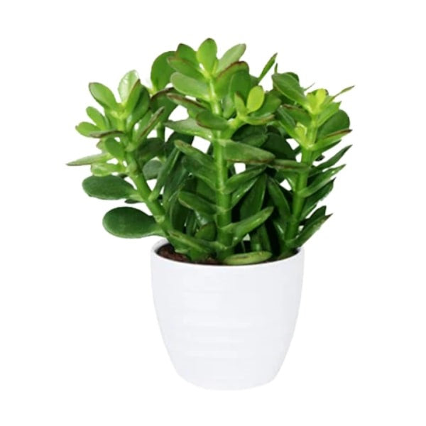 Crassula Ovata (نبتة اليشم) | Lucky & Air-Purifying – Fast UAE Delivery
