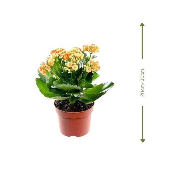 ๐ฟ Kalanchoe Plant (ูุงูุงูุดู) | Vibrant Blooms โ Fast UAE Delivery