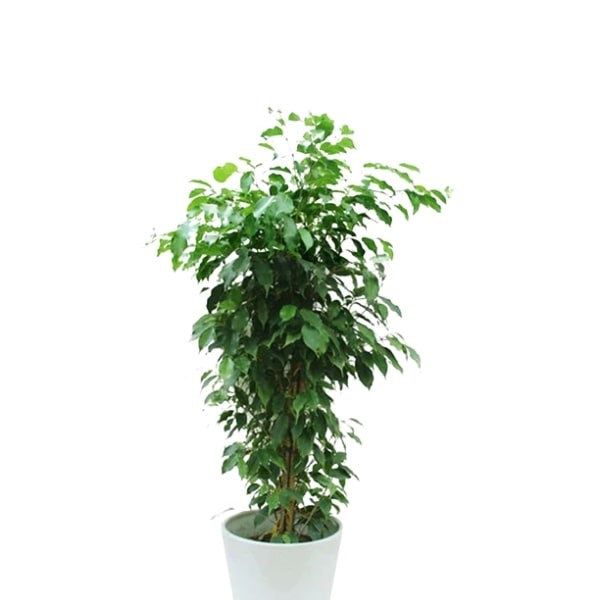 Ficus Benjamina (فيكس بنجامينا) | Fast UAE Delivery – Air-Purifying & Low Maintenance