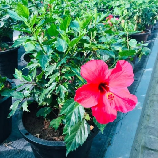 🌺 Flowering Hibiscus (الكركديه المزهر) | Fast UAE Delivery – Vibrant & Tropical 🌿