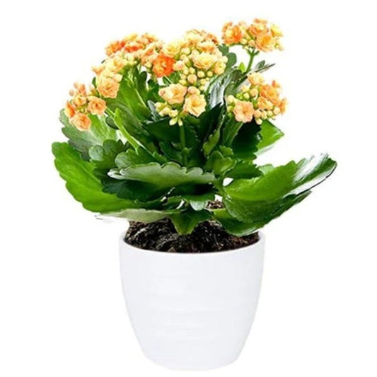 🌿 Kalanchoe Plant (كالانشو) | Vibrant Blooms – Fast UAE Delivery