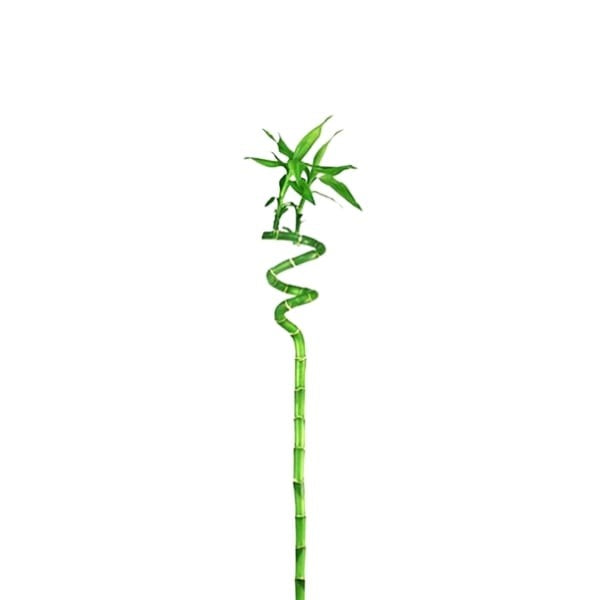 🌿 Lucky Bamboo Stick (عصا الخيزران المحظوظة) | Fast UAE Delivery – Brings Prosperity & Elegance to Your Space