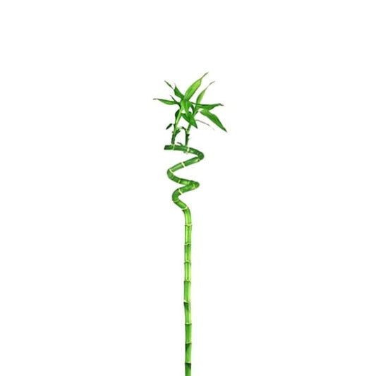 🌿 Lucky Bamboo Stick (عصا الخيزران المحظوظة) | Fast UAE Delivery – Brings Prosperity & Elegance to Your Space