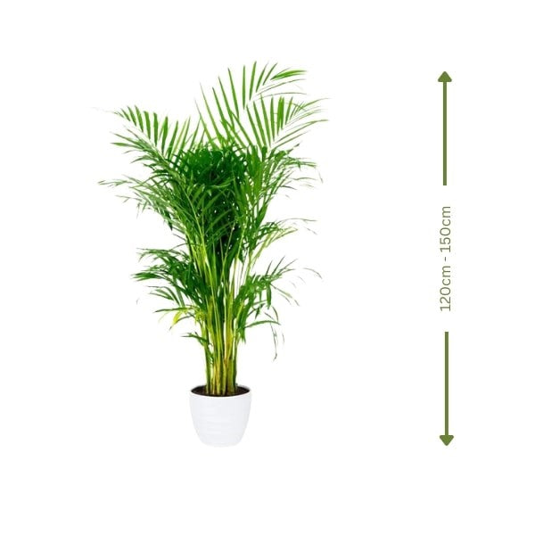 ๐ฟ Areca Palm (ูุฎูุฉ ุงูุฃุฑููุง) | Elegant Indoor & Outdoor Greenery โ Fast UAE Delivery!