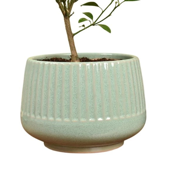 ๐ฟ Calamansi or Lemon Plant (ููุงู
ุงูุณู ุฃู ุดุฌุฑุฉ ุงูููู
ูู) | Fresh Citrus for Homes & Gardens โ Fast UAE Delivery