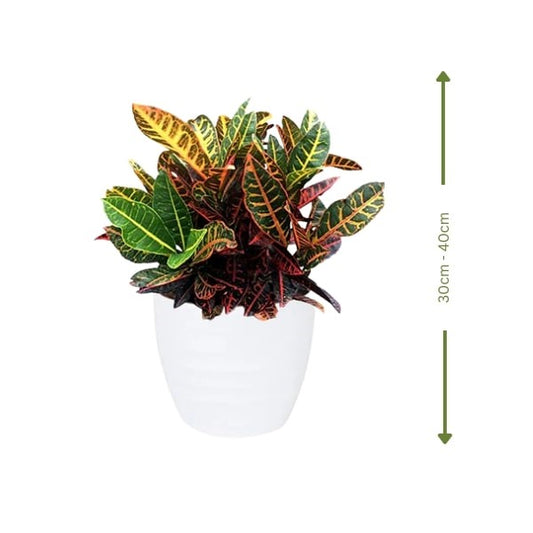 🌿 Croton Plant (كروتون) | Fast UAE Delivery – Vibrant & Low Maintenance