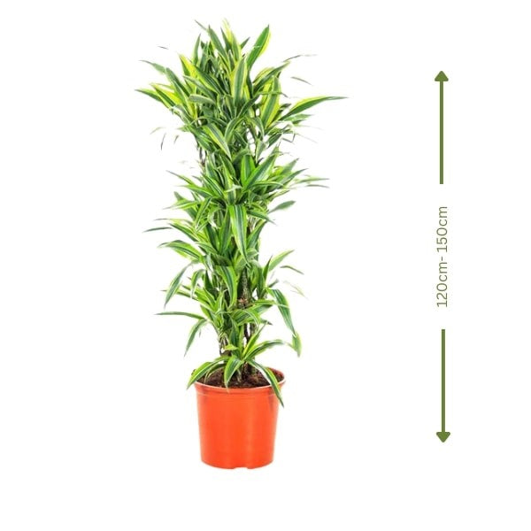 ๐ฟ Dracaena Lemon Lime (ุฏุฑุงุณููุง ููู
ูู ูุงูู
) | Vibrant Indoor Foliage โ Fast UAE Delivery