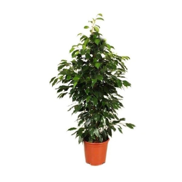 ๐ฟ Ficus Benjamin (ูููุณ ุจููุงู
ูู) | Elegant Air-Purifying Tree โ Fast UAE Delivery