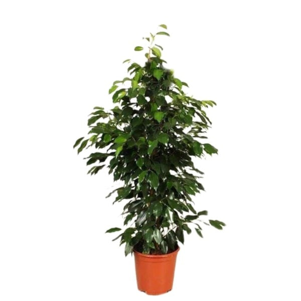 Ficus Benjamina (فيكس بنجامينا) | Fast UAE Delivery – Air-Purifying & Low Maintenance