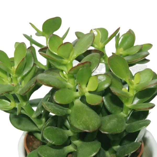 Crassula Ovata (نبتة اليشم) | Lucky & Air-Purifying – Fast UAE Delivery