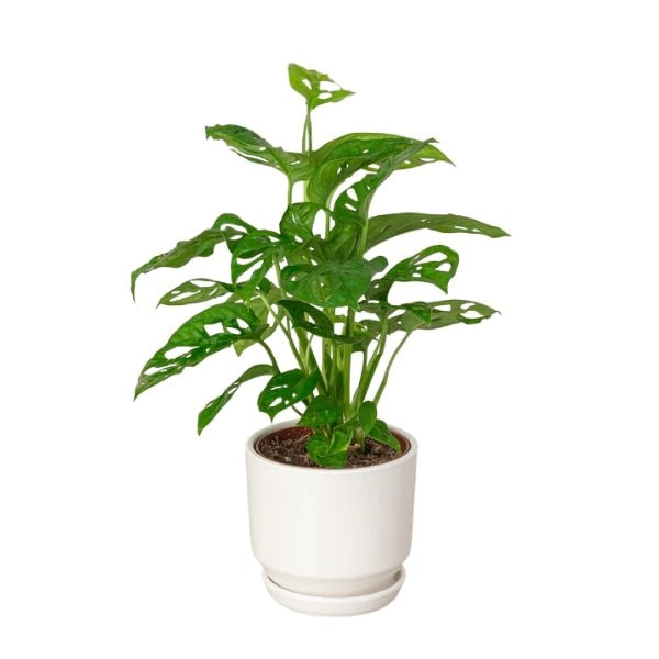 ๐ฟ Monstera Deliciosa (ุงูู
ููุณุชูุฑุง ุงููุฐูุฐุฉ) | Tropical Elegance โ Fast UAE Delivery