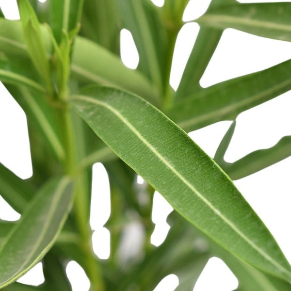🌿 Oleander Plant (دفلى) | Drought-Resistant Beauty – Fast UAE Delivery