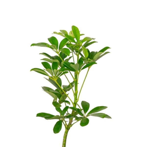 ๐ฟ Umbrella Plant (ูุจุงุช ุงูู
ุธูุฉ) | Fast UAE Delivery โ Elegant & Low-Maintenance Indoor Plant